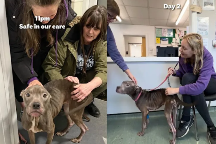 Tied to a Fence and Left Alone… Now She’s Running Into the Arms of Love