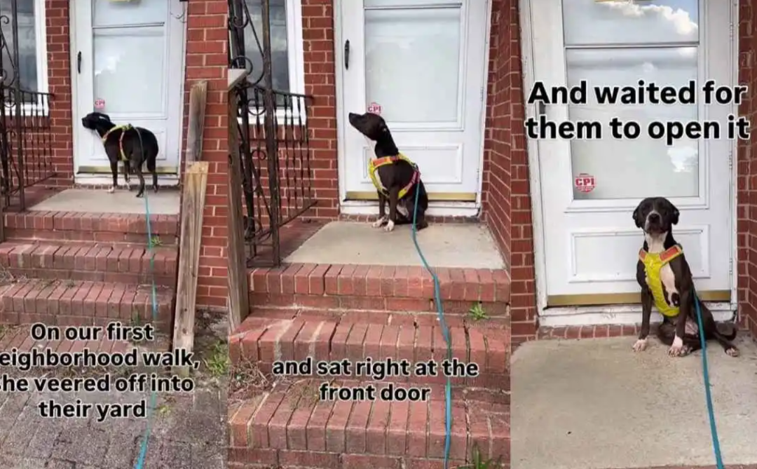 Every Walk Ended The Same Way For This Rescue Dog… At A Door That Wasn’t Hers