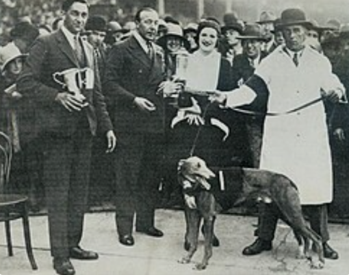 The Greyhound Who Became a Global Superstar: The Incredible Story of Mick the Miller