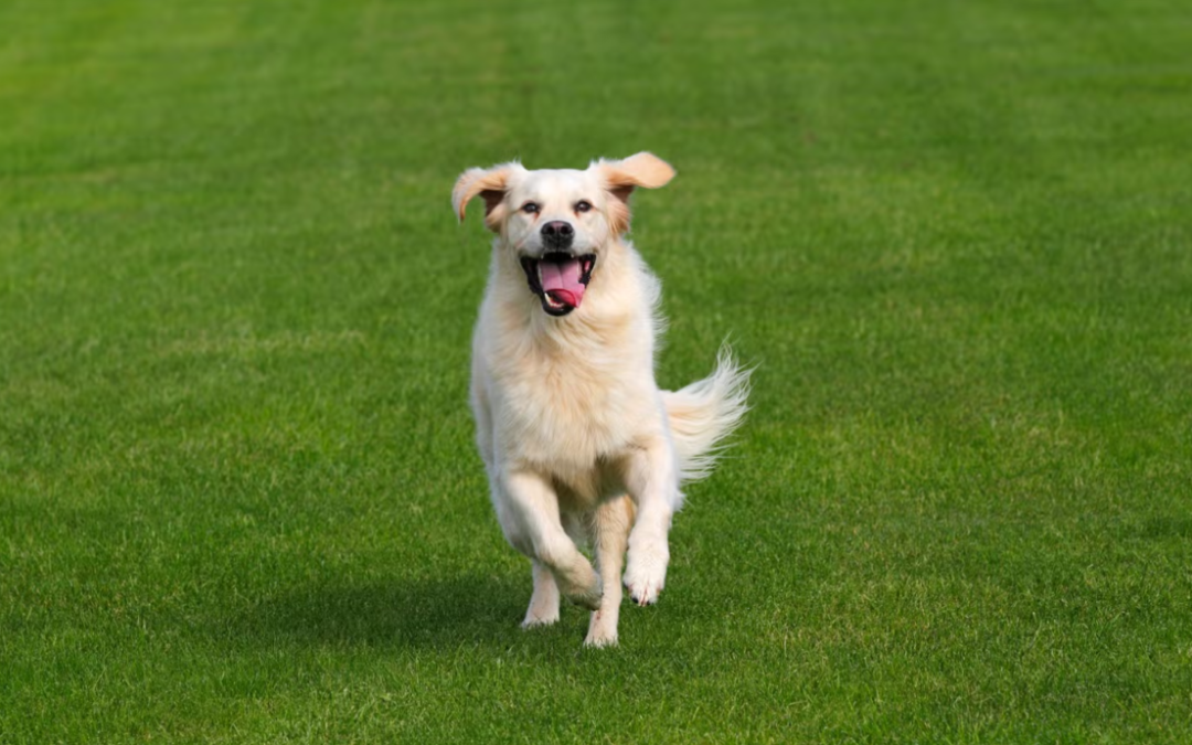 She Went Out for a Jog and Came Home With a Best Friend
