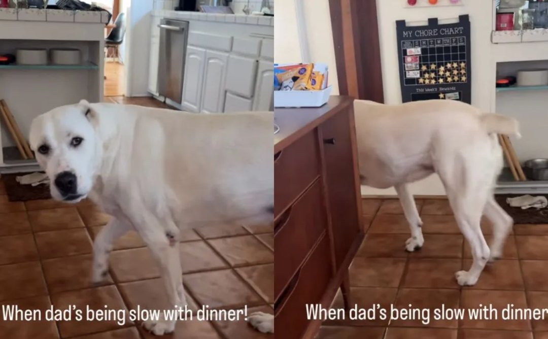 This Dog’s Reaction to a Delayed Dinner Has the Internet Laughing