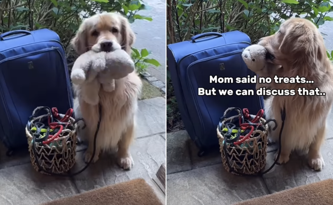 He Didn’t Just Visit Grandma… He Packed Like He Was Moving In