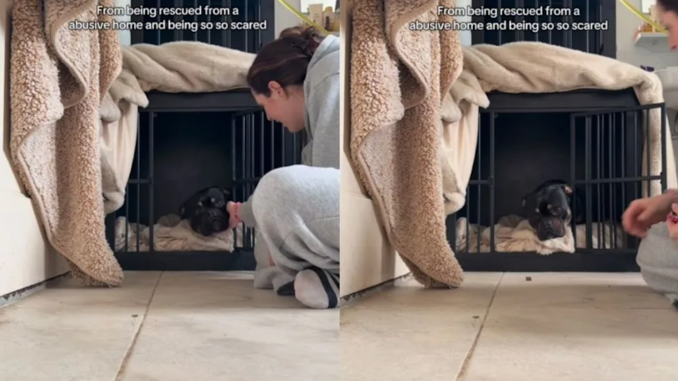 Rescued From Abuse, This Bulldog Is Finally Learning What Love Feels Like