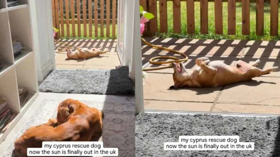 From Cyprus To The Couch… This Dog’s Sunbathing Reaction Is Pure Comedy