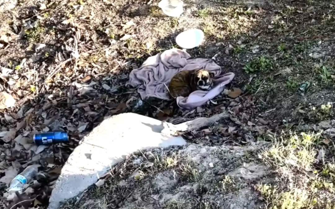 Scared Little Dog Found Shaking in the Woods Gets the Happy Ending She Deserved