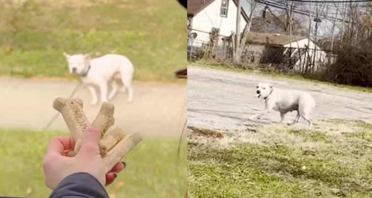 One Brave Rescue Dog Showed a Frightened Stray That Humans Can Be Kind
