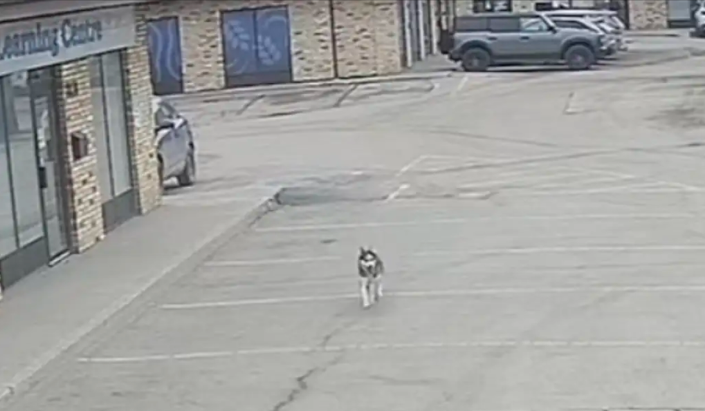 She Had a Vet Appointment… But This Dog Had Other Plans