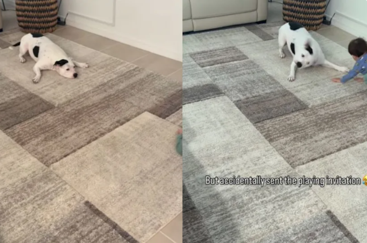 This Little Girl Thinks She’s the Trainer… But Her Pit Bull Might Be Playing Along