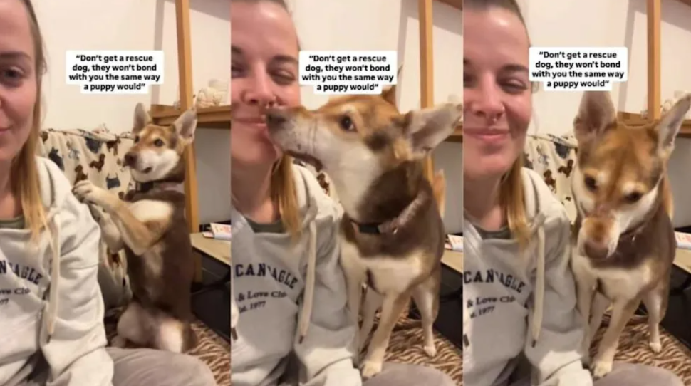They Said Rescue Dogs Don’t Bond Like Puppies—Mouse Proved Them Wrong