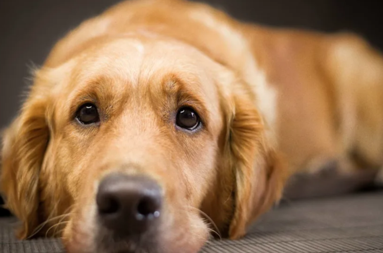 The Moment A Golden Retriever Realizes Her Peaceful Life Is Over