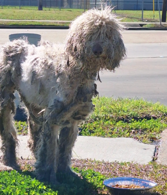 She Was Covered In Mats And Forgotten By The World… Until Rescue Changed Everything