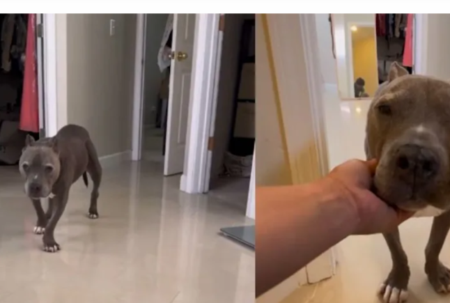 A Simple Routine Between a Senior Dog and His Human That Says Everything About Love