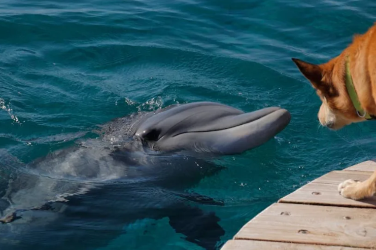 When A Dog’s Ocean Dream Collides With A Dolphin Encounter Nobody Expected