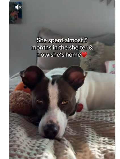 A Rescue Dog’s Midnight Reunion Is Melting Hearts Everywhere