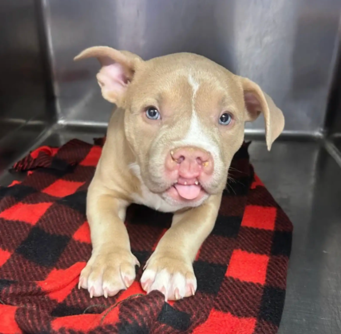 Puppy With a Cleft Lip Finally Meets Someone Just Like Her