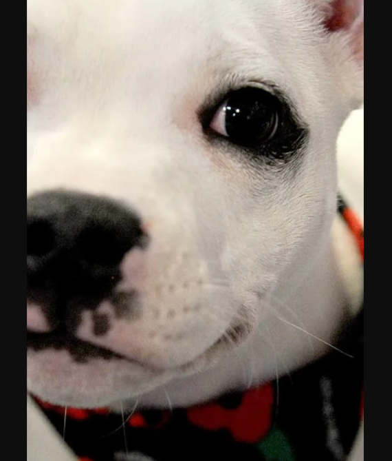 After Being Starved and Dumped, This Tiny Puppy Is Learning What Love Feels Like
