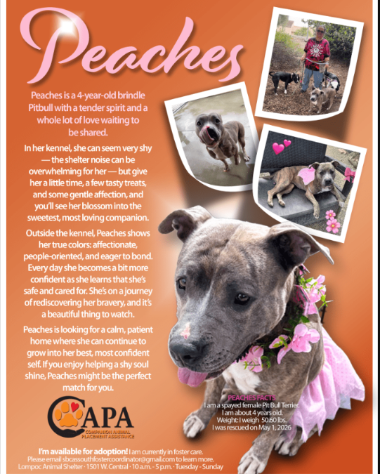 Peaches Is Ready for a Home—And She Might Be the Perfect Dog You’ve Never Met