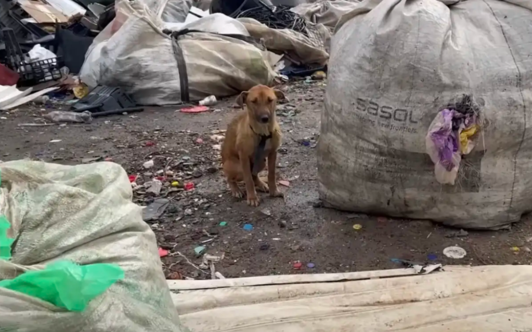 A Limping Dog Crawled Out Of A Garbage Dump… And Melted Into A Stranger’s Arms