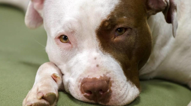 Pit Bull Puppy Survives Emergency Surgery—Then Gets the Sweetest Surprise Ever