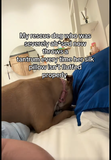 After Escaping Abuse, This Pit Bull Now Lives Like Royalty
