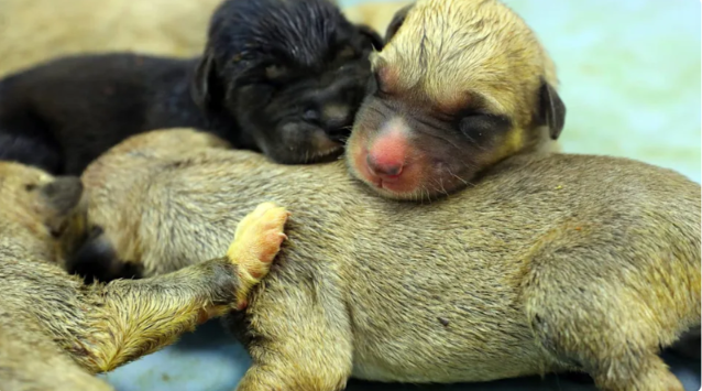 Found Alone At A Gas Station—Then Everything Changed For This Puppy