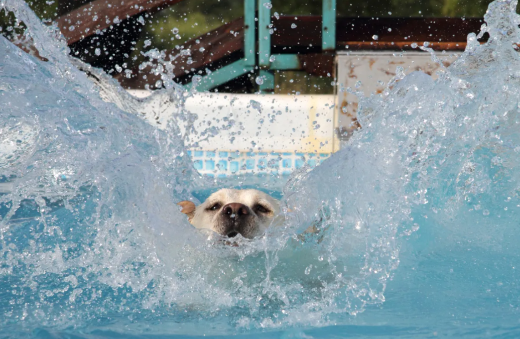 This Golden Retriever Turned A Water Slide Into His Personal Happiness Machine