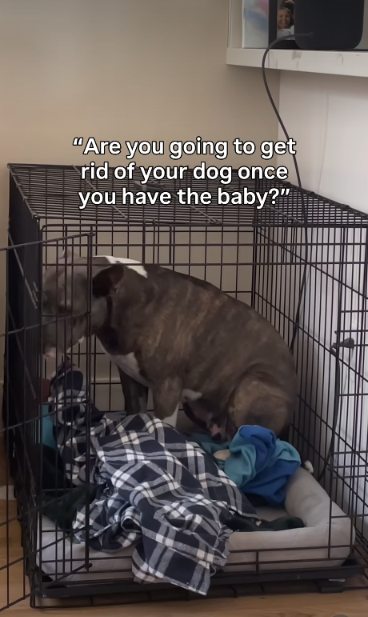 They Adopted a Rescue Dog Years Before Having a Baby—What Happened Next Melted Hearts