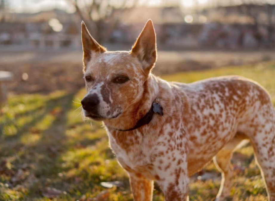 A Pottery Wheel, A Spinning Toy, And A Dog Who Turned An Ordinary Moment Into Pure Joy
