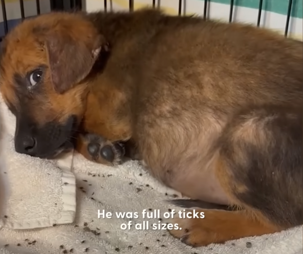 From Cold Baseball Field To A Toy-Filled Forever Home—Slugger’s Second Chance