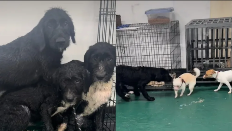 Dumped Together and Terrified, These Three Dogs Refused to Leave Each Other’s Side