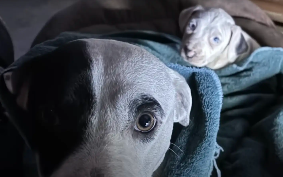 A Mother Dog Refused to Leave Her Baby’s Side, Even in the Bitter Cold