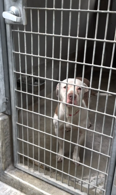 The Shelter Dog Crying In Her Kennel Found The Happy Ending She Deserved