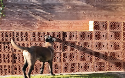 The Secret Behind Training Detection Dogs: Why Starting With One Scent Changes Everything
