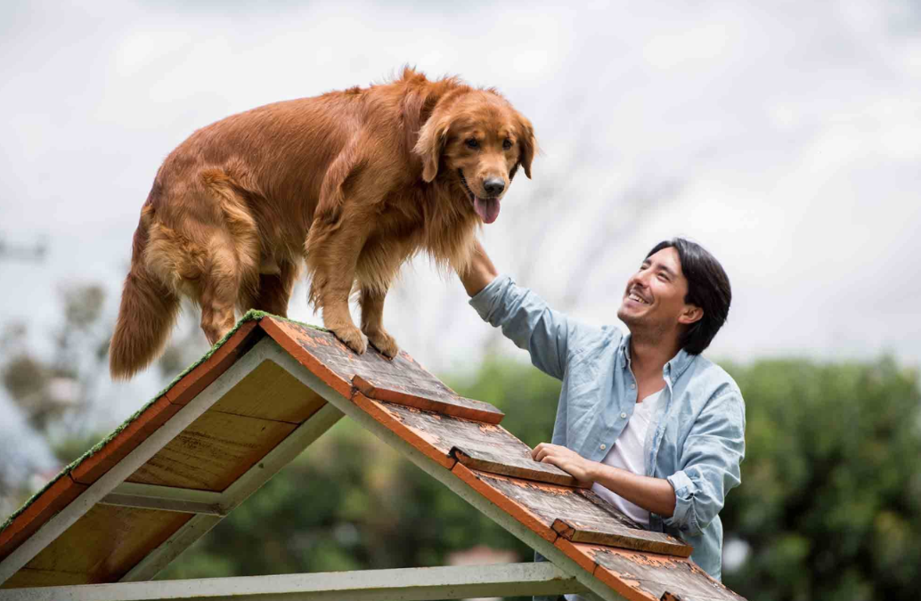 Your Senior Dog Can Learn New Tricks… Here’s The Right Way To Do It