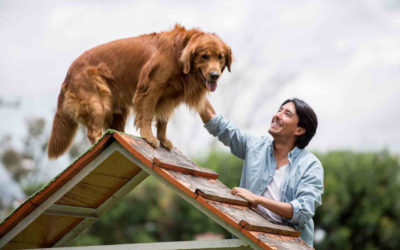 Your Senior Dog Can Learn New Tricks… Here’s The Right Way To Do It
