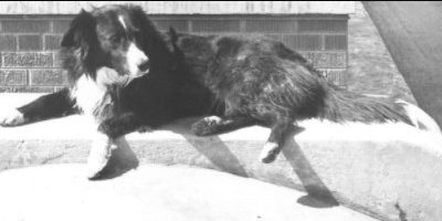 The Stray Dog Who Became A Highway Legend And Won The Hearts Of Thousands