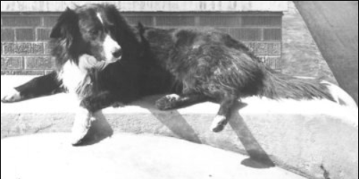 The Stray Dog Who Became A Highway Legend And Won The Hearts Of Thousands