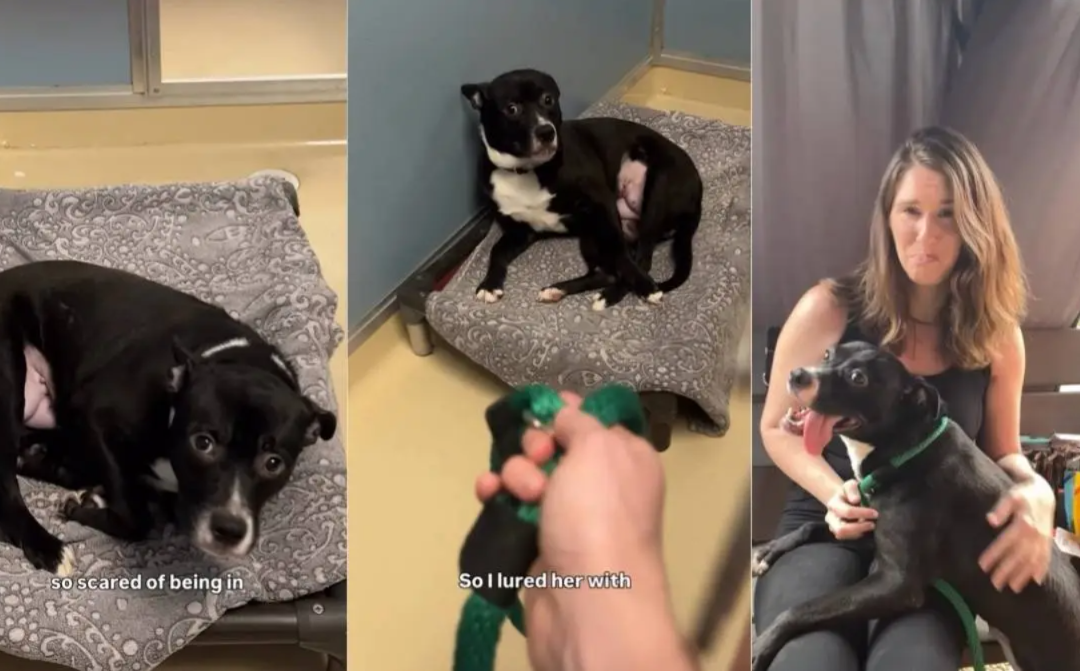 She Shook In Fear In The Corner—Then Learned Not All Humans Hurt You