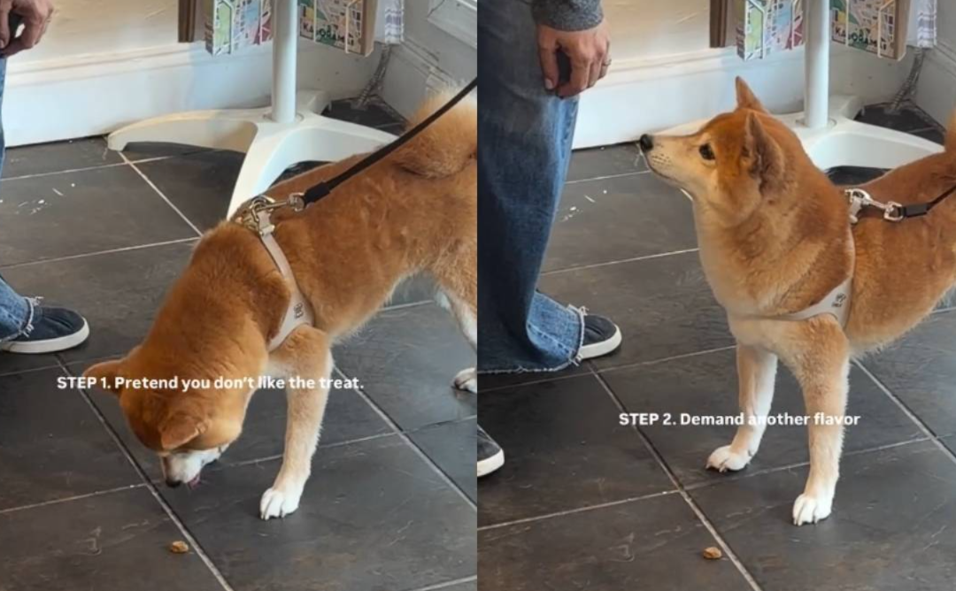 Smart Dog Or Master Manipulator? This Treat “Hack” Has Everyone Laughing