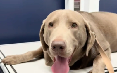 Vet Laughs After Solving the Weirdest “Missing Ring” Mystery of the Day