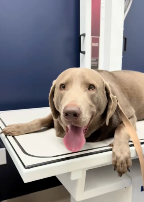 Vet Laughs After Solving the Weirdest “Missing Ring” Mystery of the Day