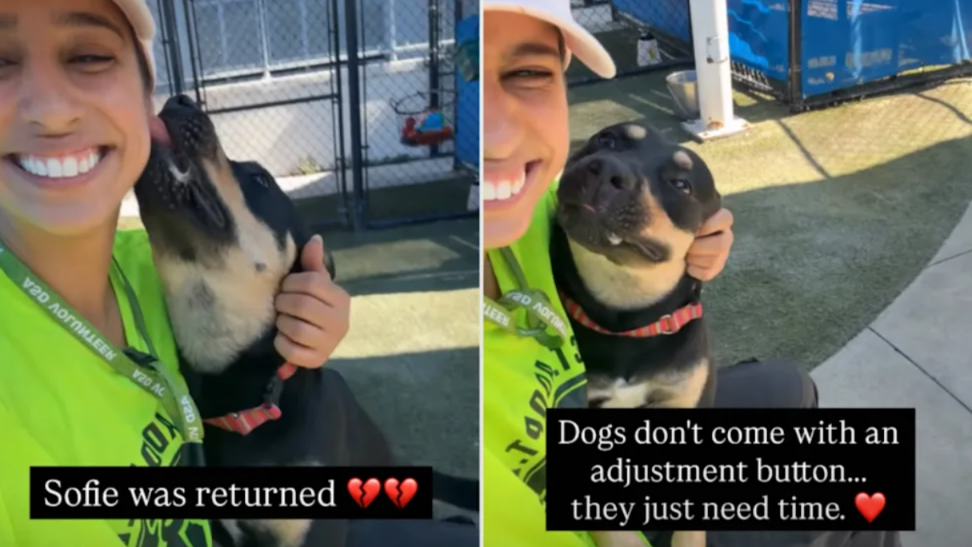 Left Behind Twice, This Shelter Dog Still Chose To Trust Again