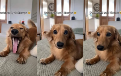 The Tiny Hiccups That Turned This Dog Into an Internet ASMR Star