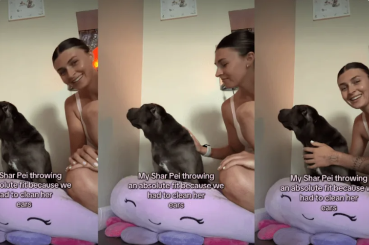 This Dramatic Dog Refused to Even Look at Her Owner After One Simple Task