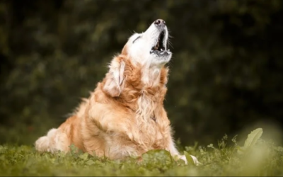 Your Dog Might Be Stressed — The Silent Signs You’re Missing Every Day