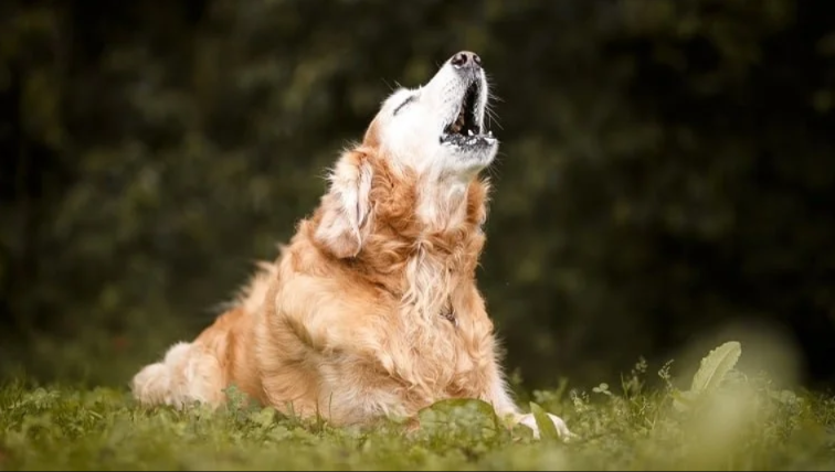 Your Dog Might Be Stressed — The Silent Signs You’re Missing Every Day