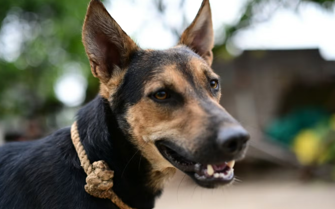 Terrified Shelter Mom Waited for Her Chance, Then Her Life Changed Forever
