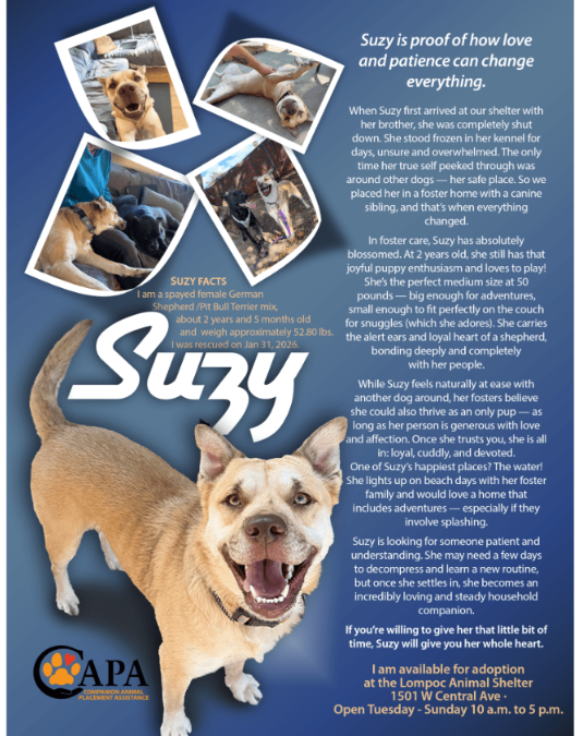 Meet Suzy: The Sweet Shelter Dog Who’s Still Waiting for Her Happy Ending