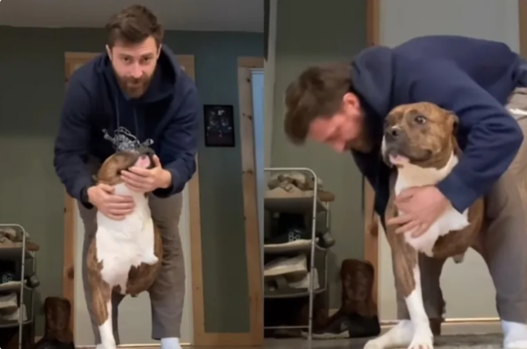 The Viral “Pre-Flight Check” That This Pit Bull Demands Every Single Morning
