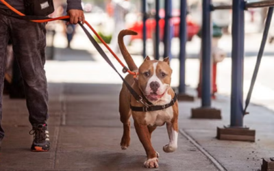 The Secret to Calm Dogs in Busy Places (Most Owners Miss This)